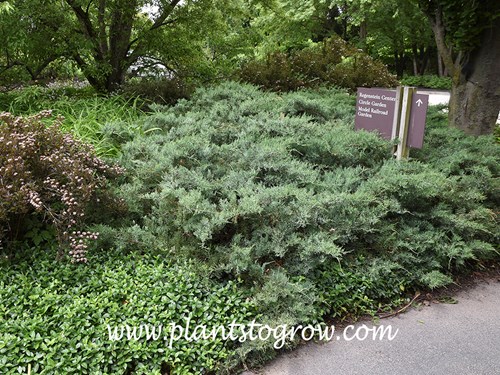 'Royo' Juniper (Juniperus virginiana)
A few large, mature plants growing on a small incline.